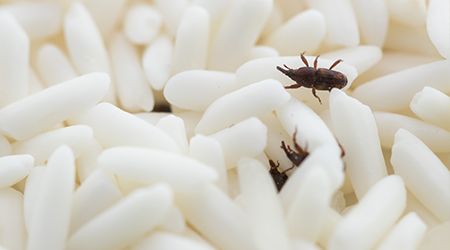 Do flea eggs look like sesame seeds?