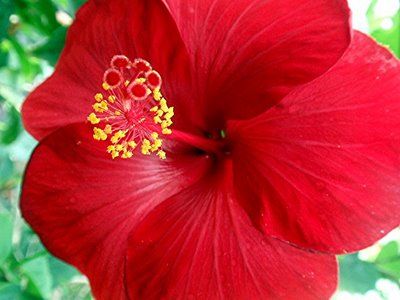 What is the Official Flower Of Puerto Rico?